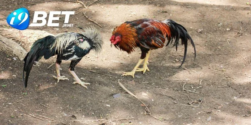 Khám phá đa dạng loại hình có ở bộ môn đá gà